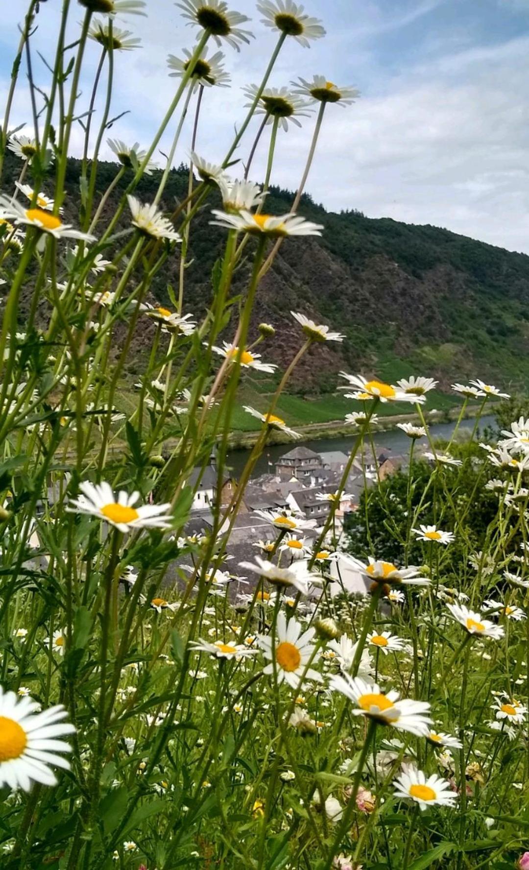 Ferienwohnung Lavendel Cochem Buitenkant foto